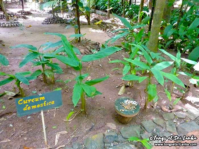 curcumin au sri lanka jardin d'épices
