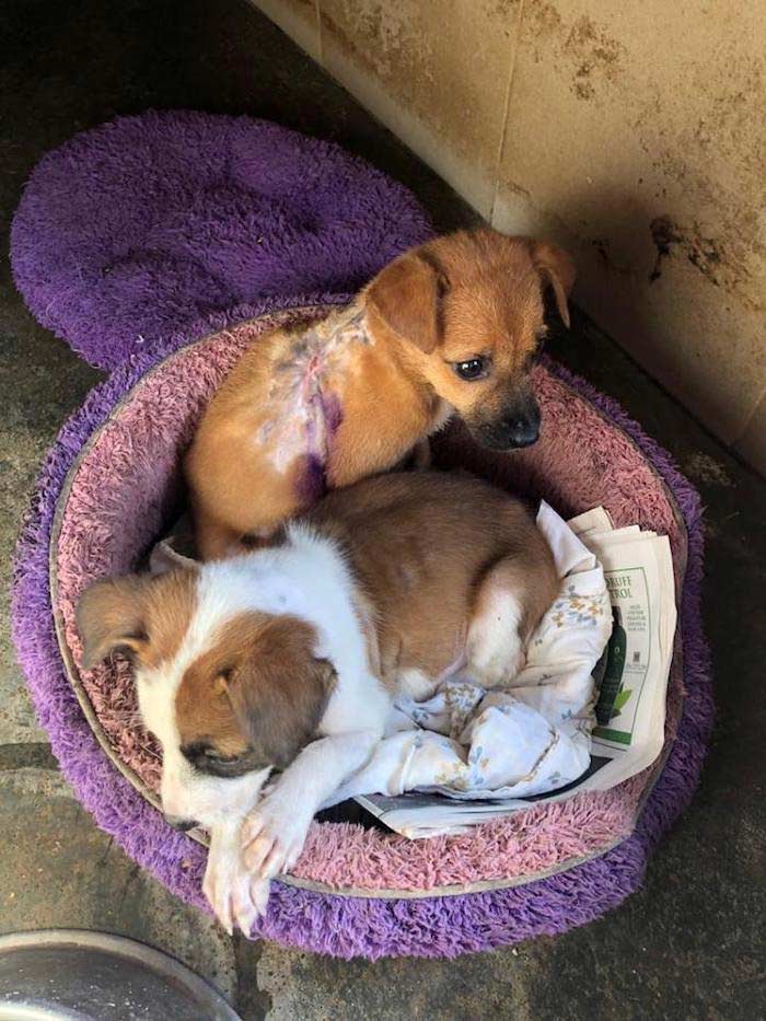 chiots au sri lanka