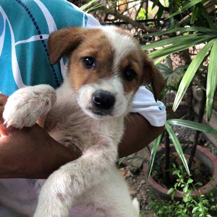 chiens au sri lanka
