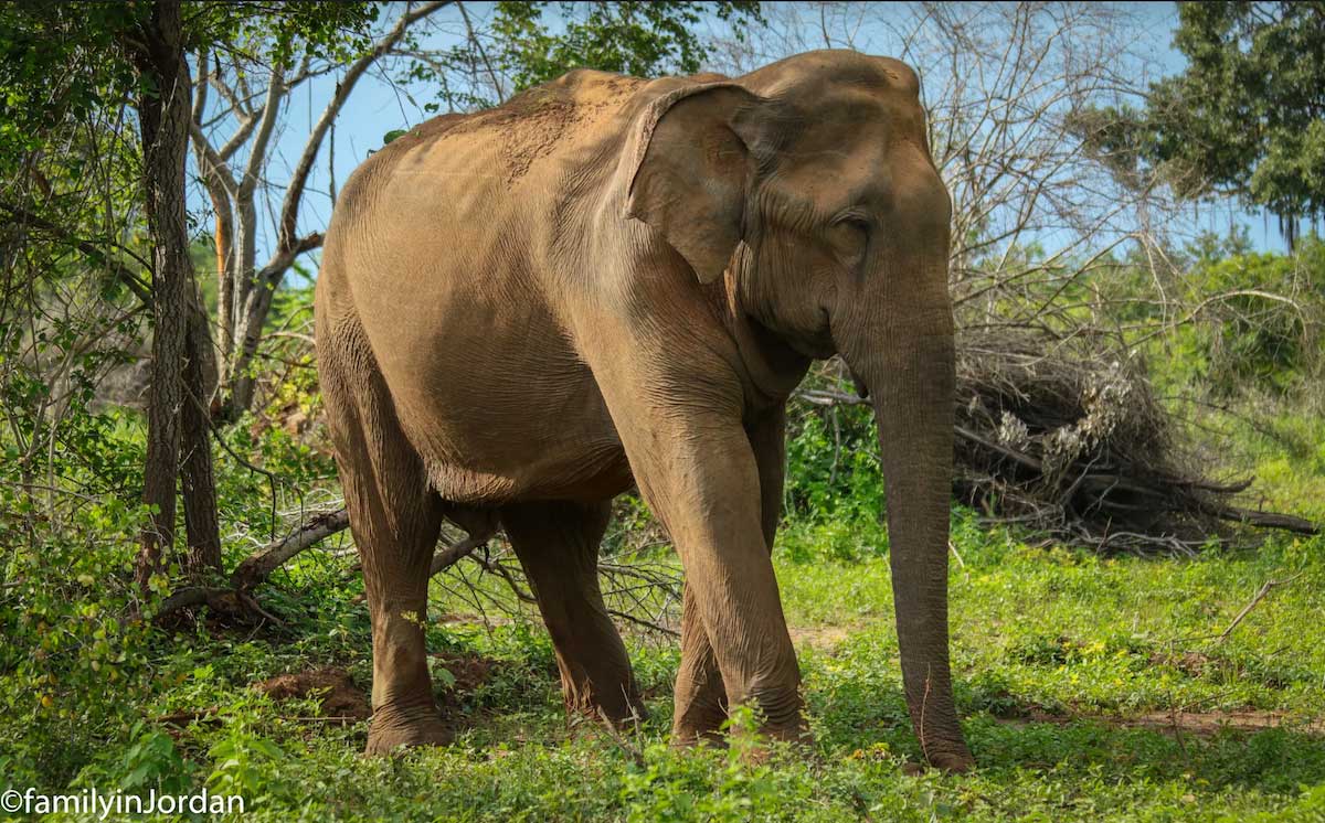 éléphant sauvage au sri lanka