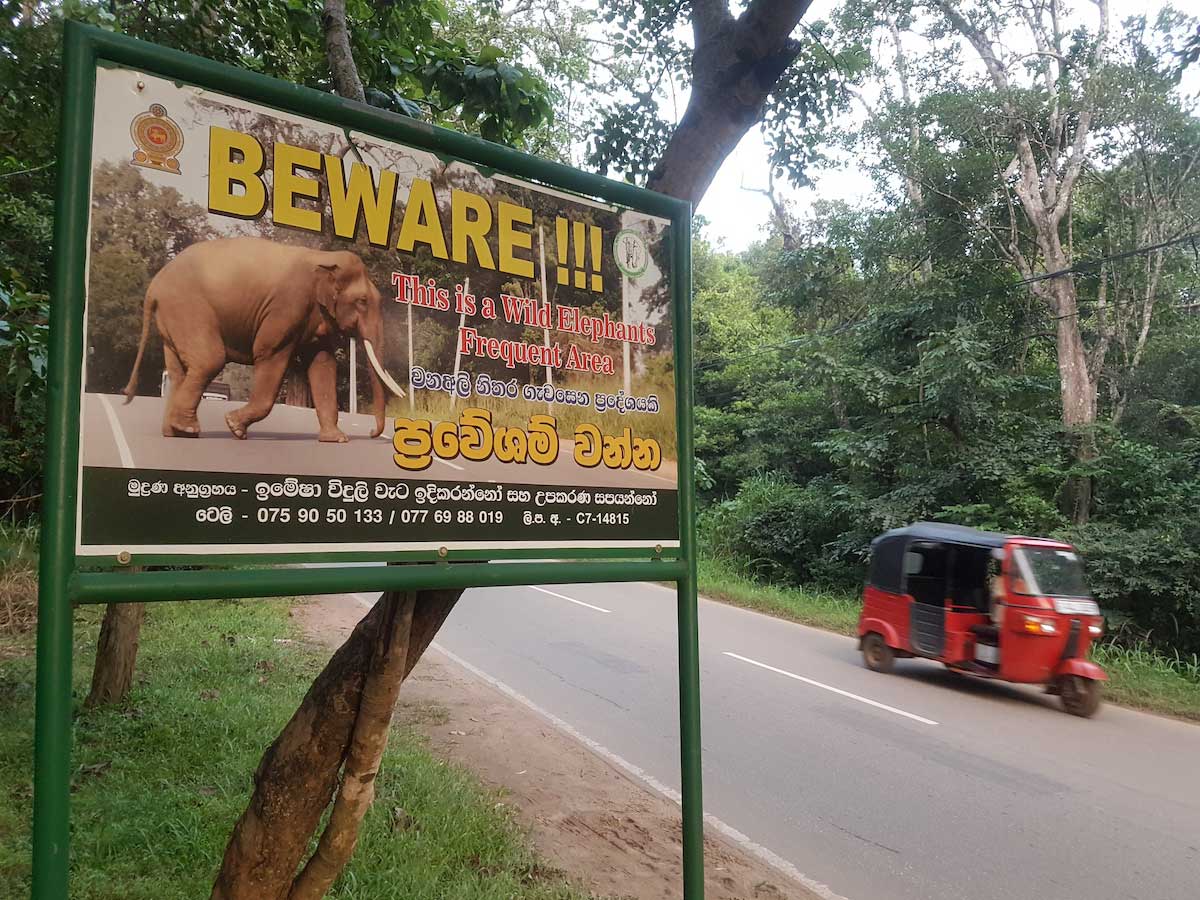 elephant au sri lanka