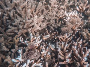 snorkeling au sri lanka
