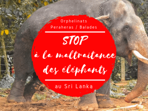 maltraitance des éléphants au sri lanka