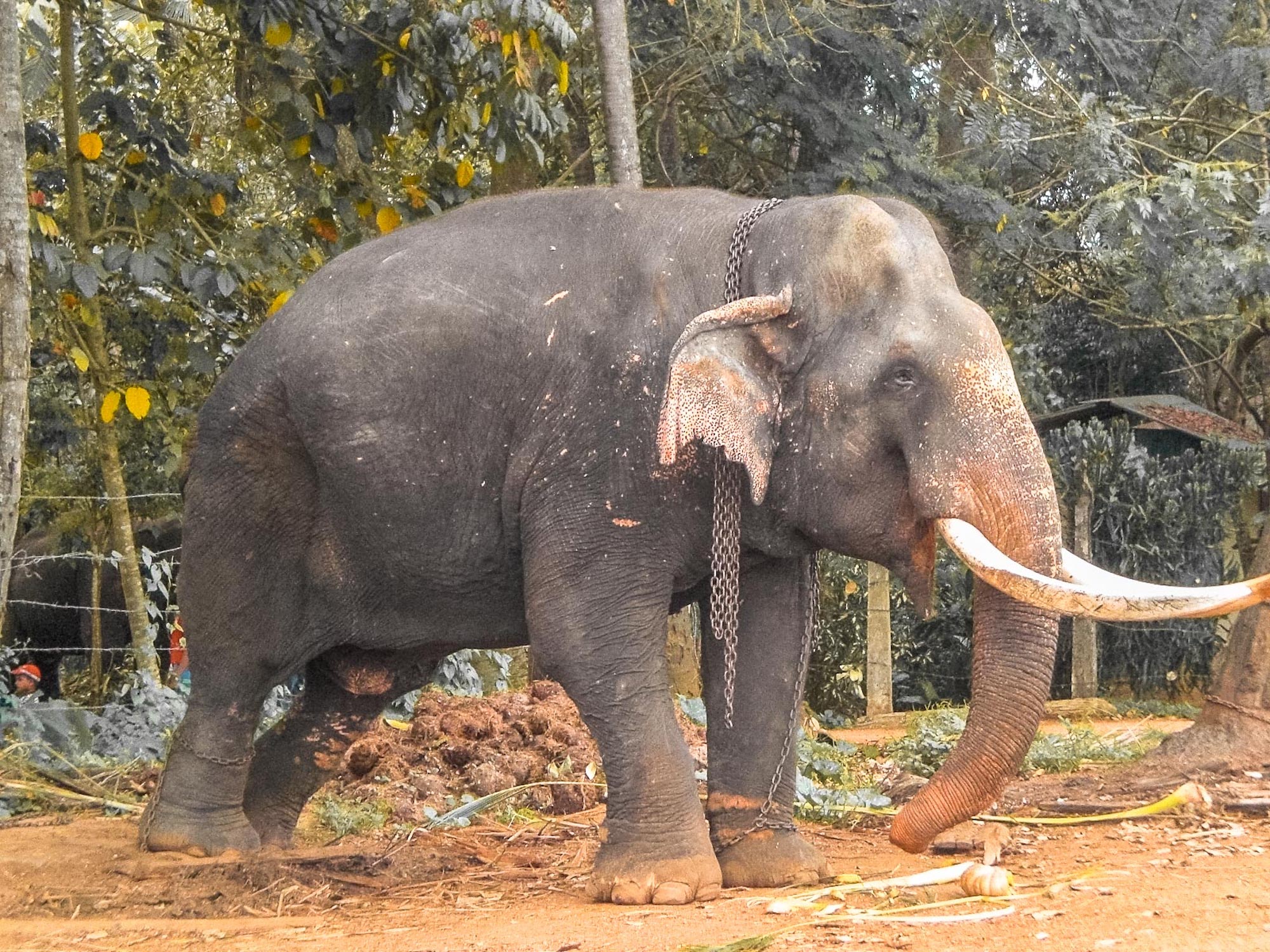 éléphant enchaîné au sri lanka