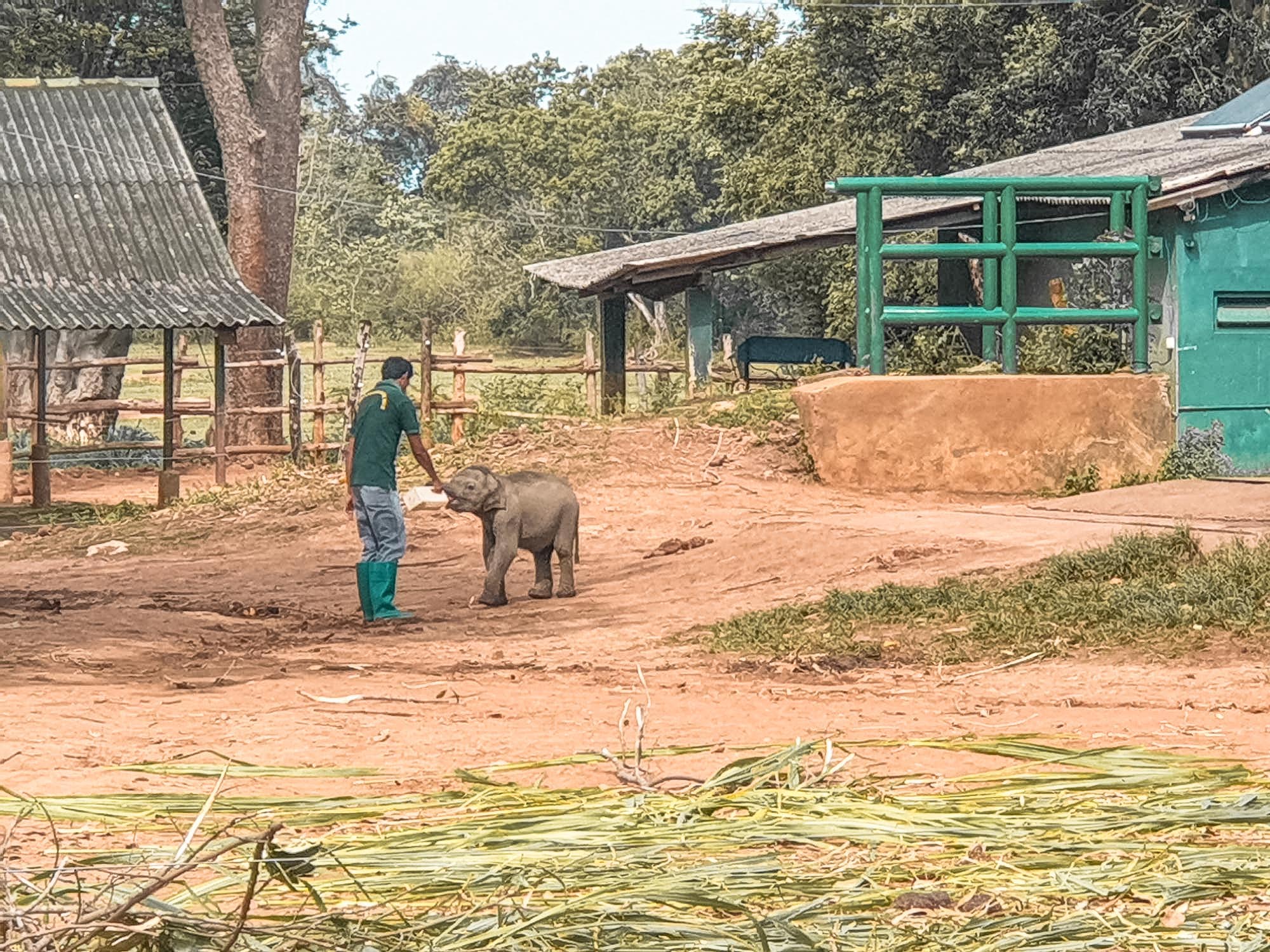 éléphanteau au sri lanka