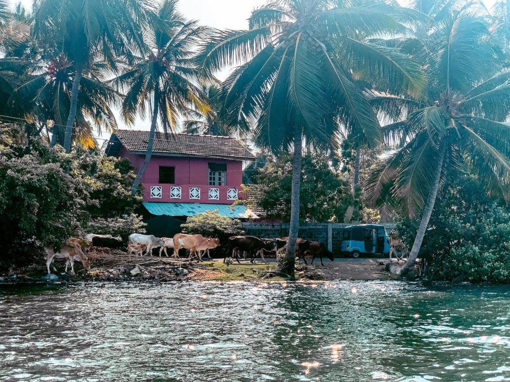 lagune de batticaloa au sri lanka