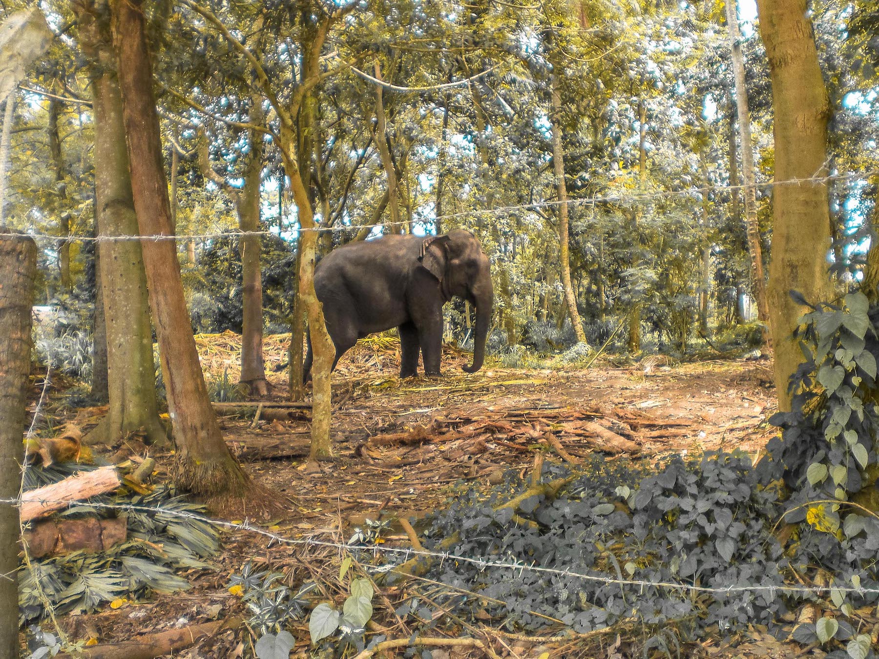 orphelinat des éléphants au sri lanka