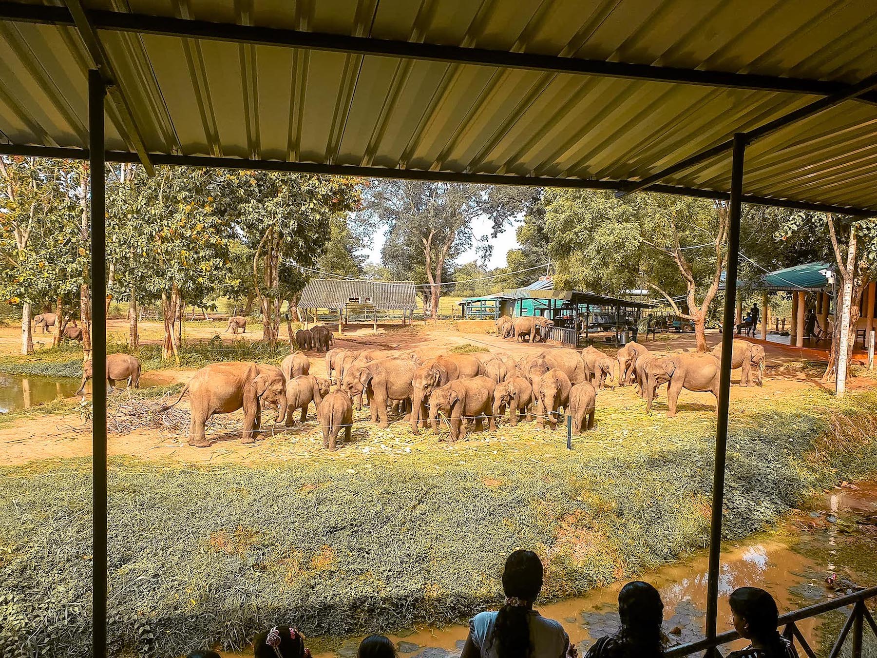 elephant transit home uda walawe