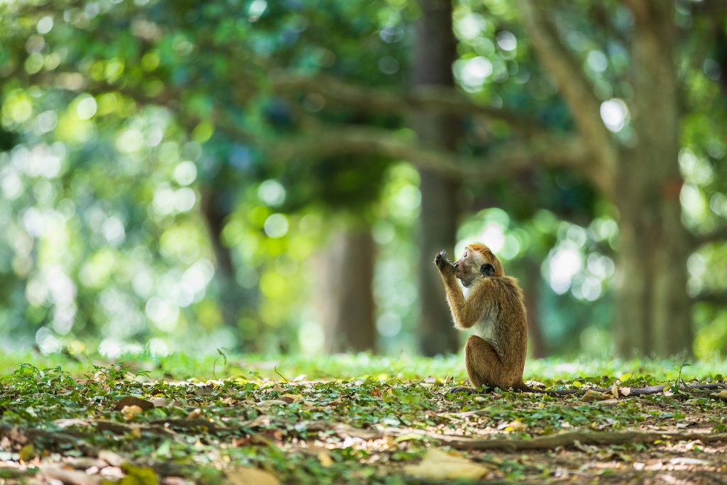 singe kandy