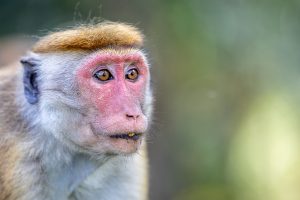 singe kandy