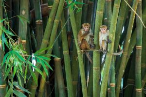 singes kandy