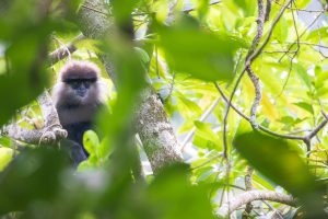 animaux sri lanka