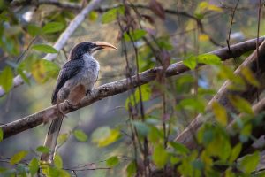 bird sri lanka