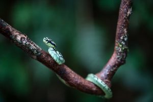 serpent lanka