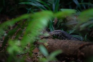 serpent jungle sri lanka