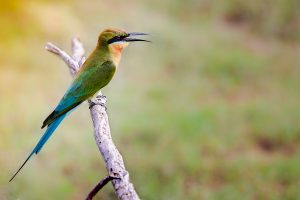 oiseau sri lanka 2