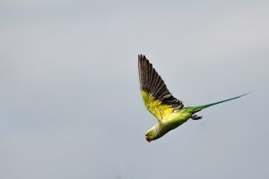 oiseau tropical sri lanka
