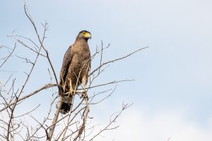 rapace sri lanka