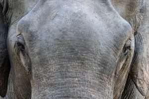 oeil elephant sri lanka