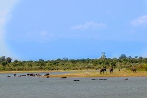 uda walawe paysage sri lanka