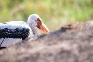 yala oiseau par vincent
