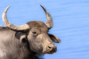 buffalo à yala