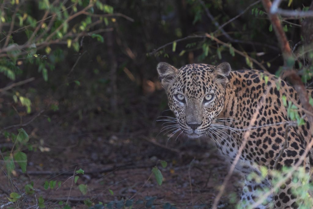 leopard a yala