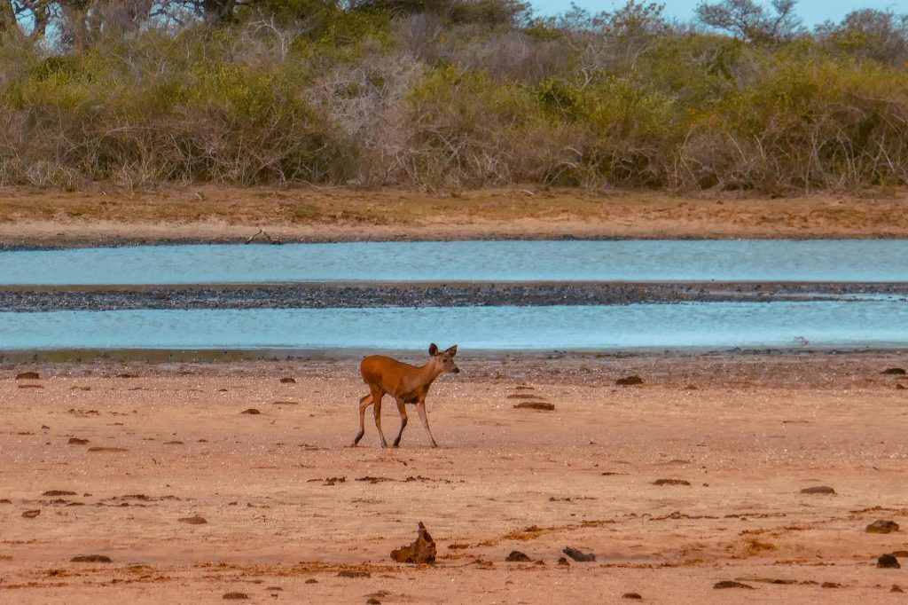 antilope yala
