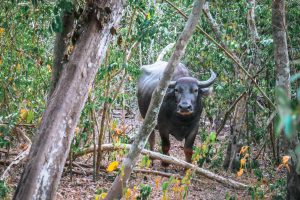 buffle a wilpattu