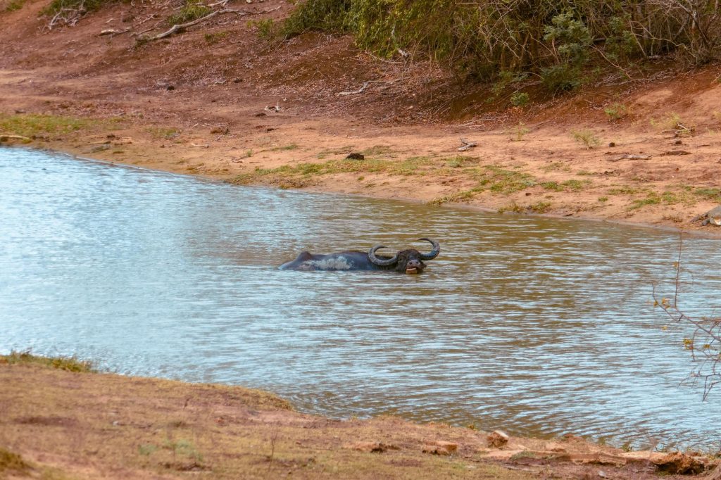 buffle safaris au sri lanka