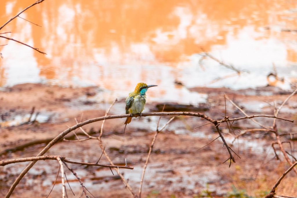 bundala au sri lanka