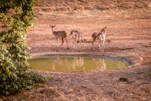 cerfs wilpattu