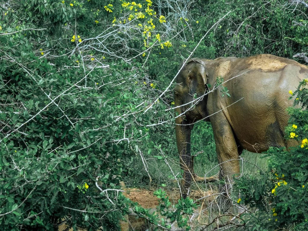 éléphant au sri lanka