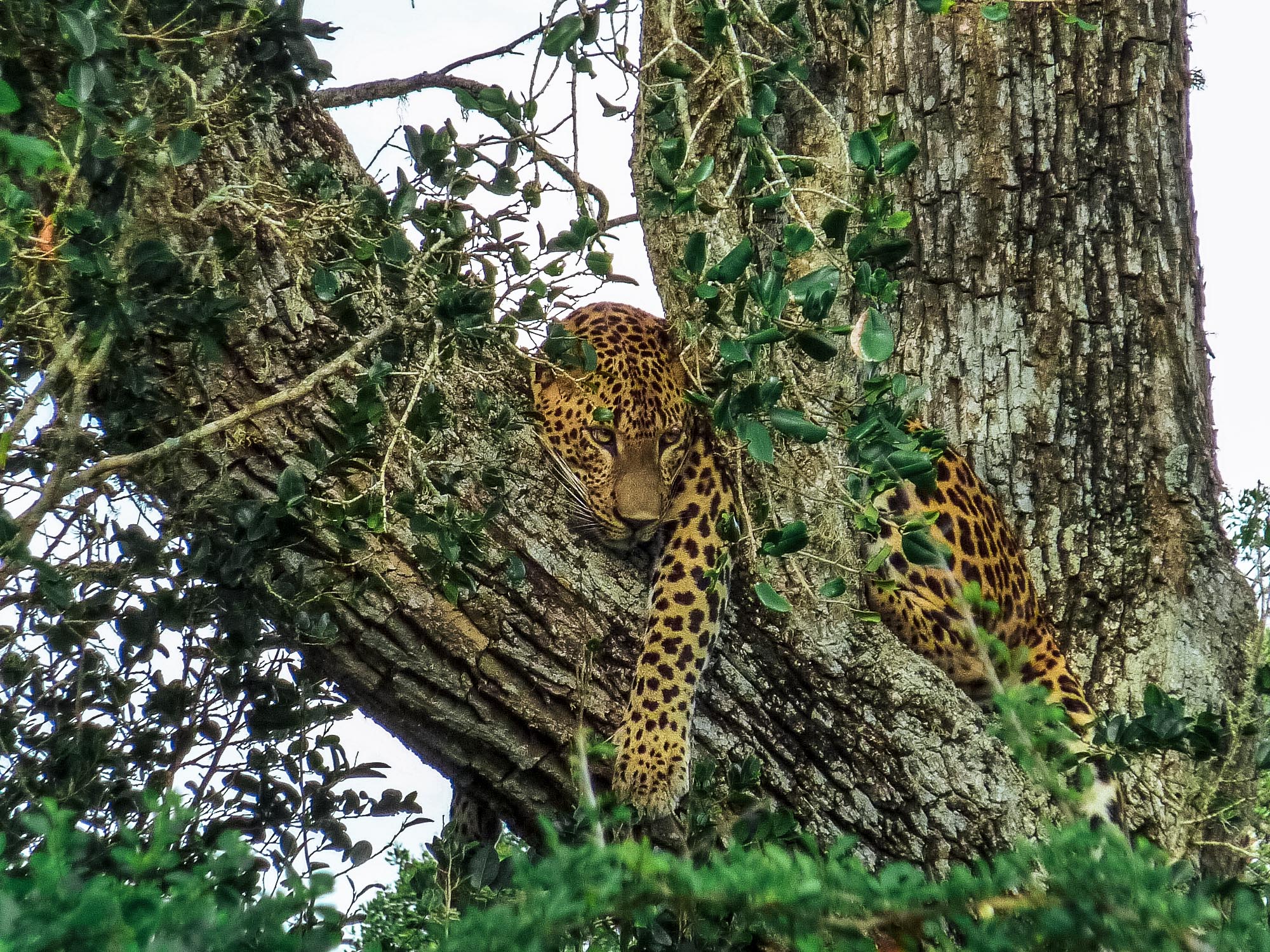 léopard au sri lanka