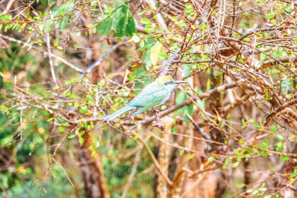oiseau en safari sri lanka