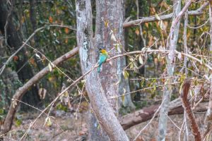 oiseau sri lanka