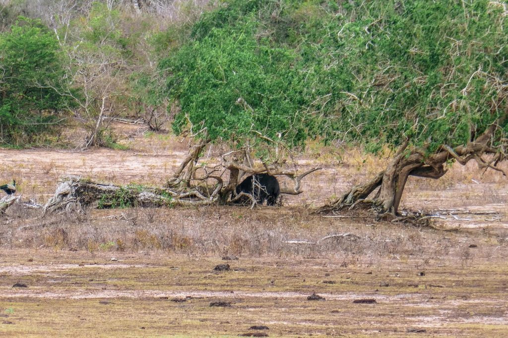 ours au sri lanka