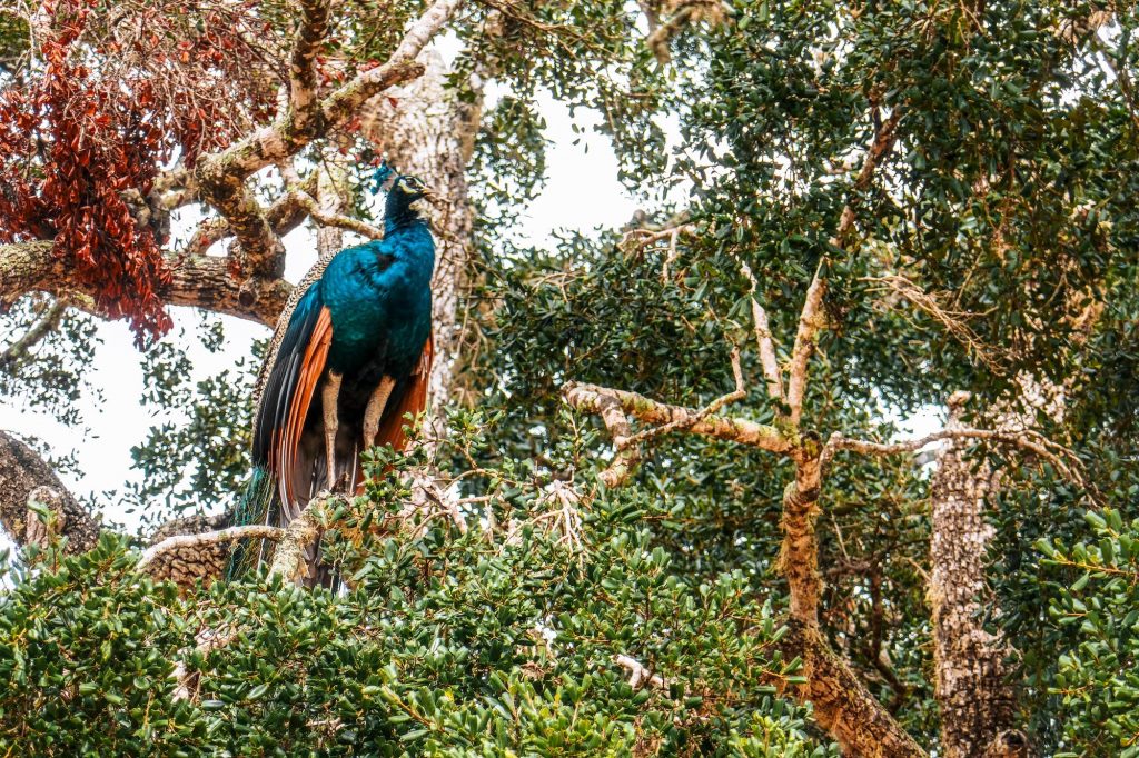 paon au sri lanka