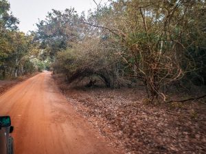paysage wilpattu