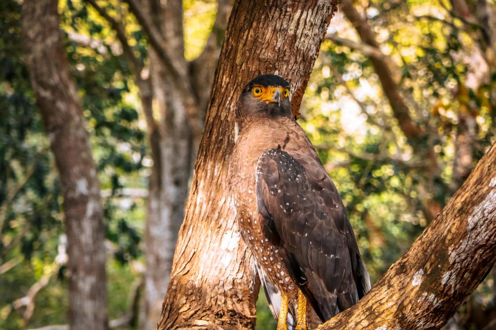 safari sri lanka rapace