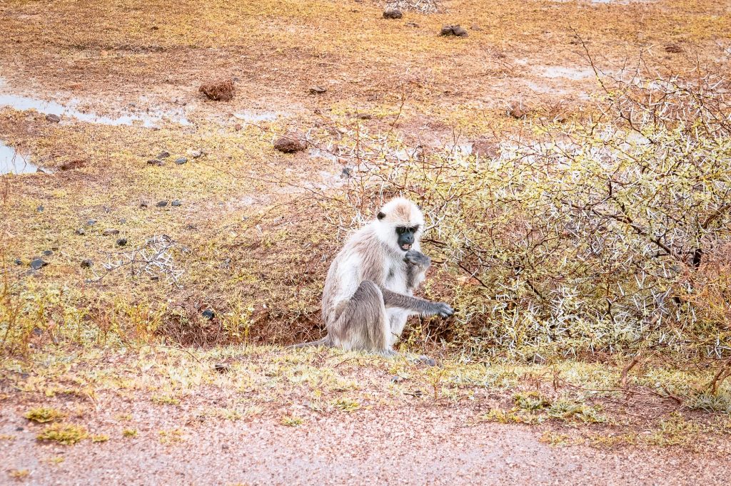 singe au sri lanka