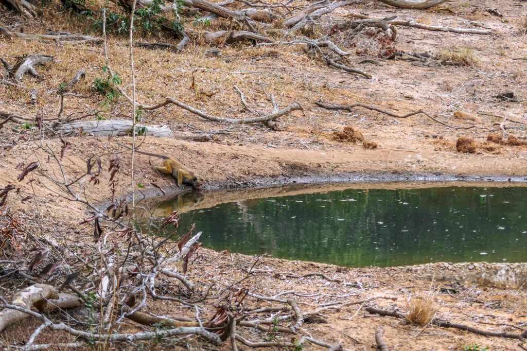 singe sri lanka wilpattu