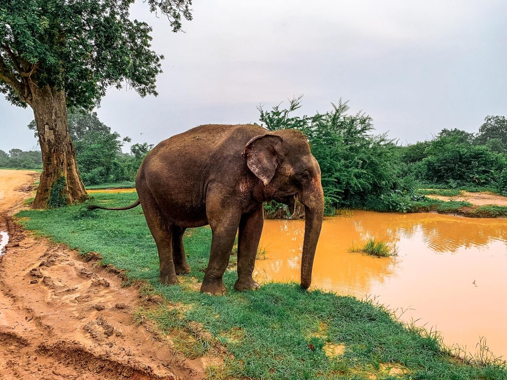 éléphants