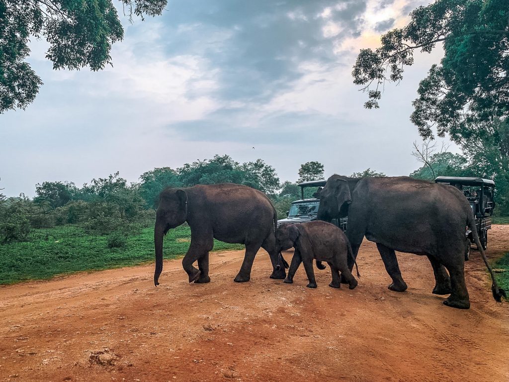 famille éléphants uda walawe
