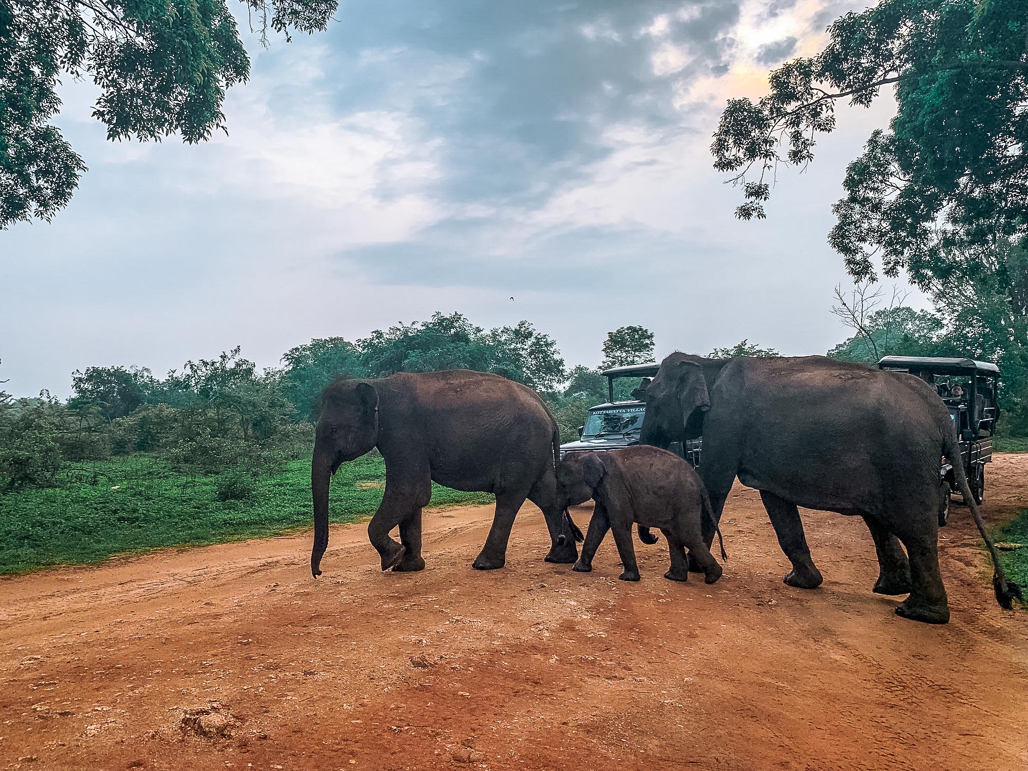famille éléphants uda walawe