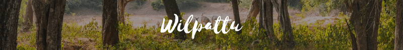 wilpattu