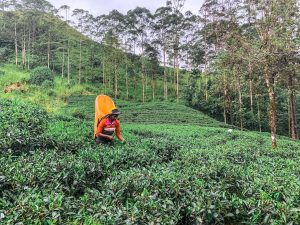 plantations de thé au sri lanka en 2019