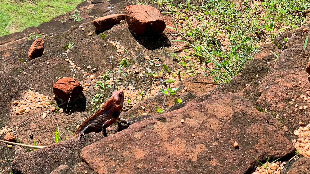 lezard au sri lanka