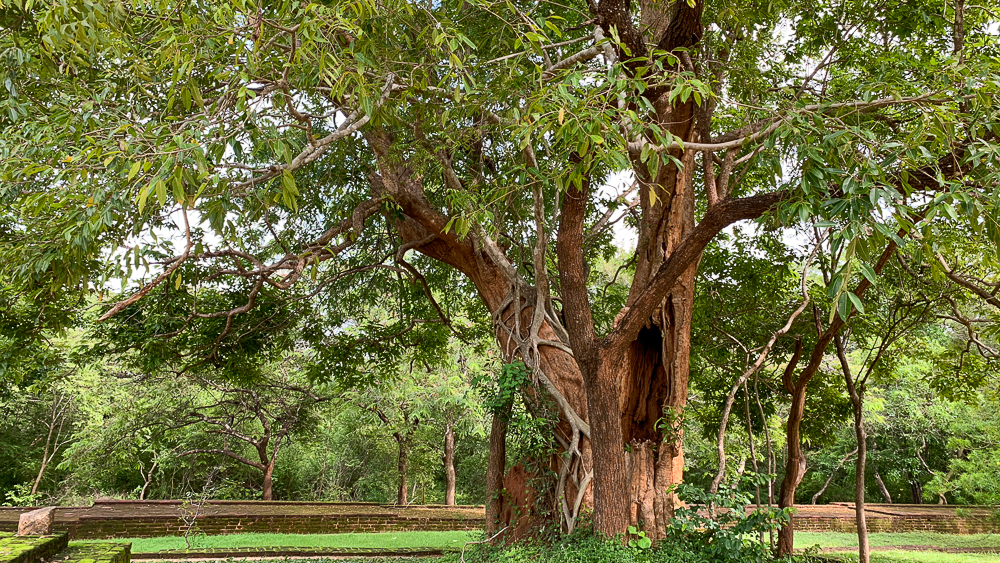 nature polonnaruwa