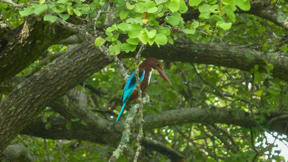 oiseau kingfisher polonnaruwa